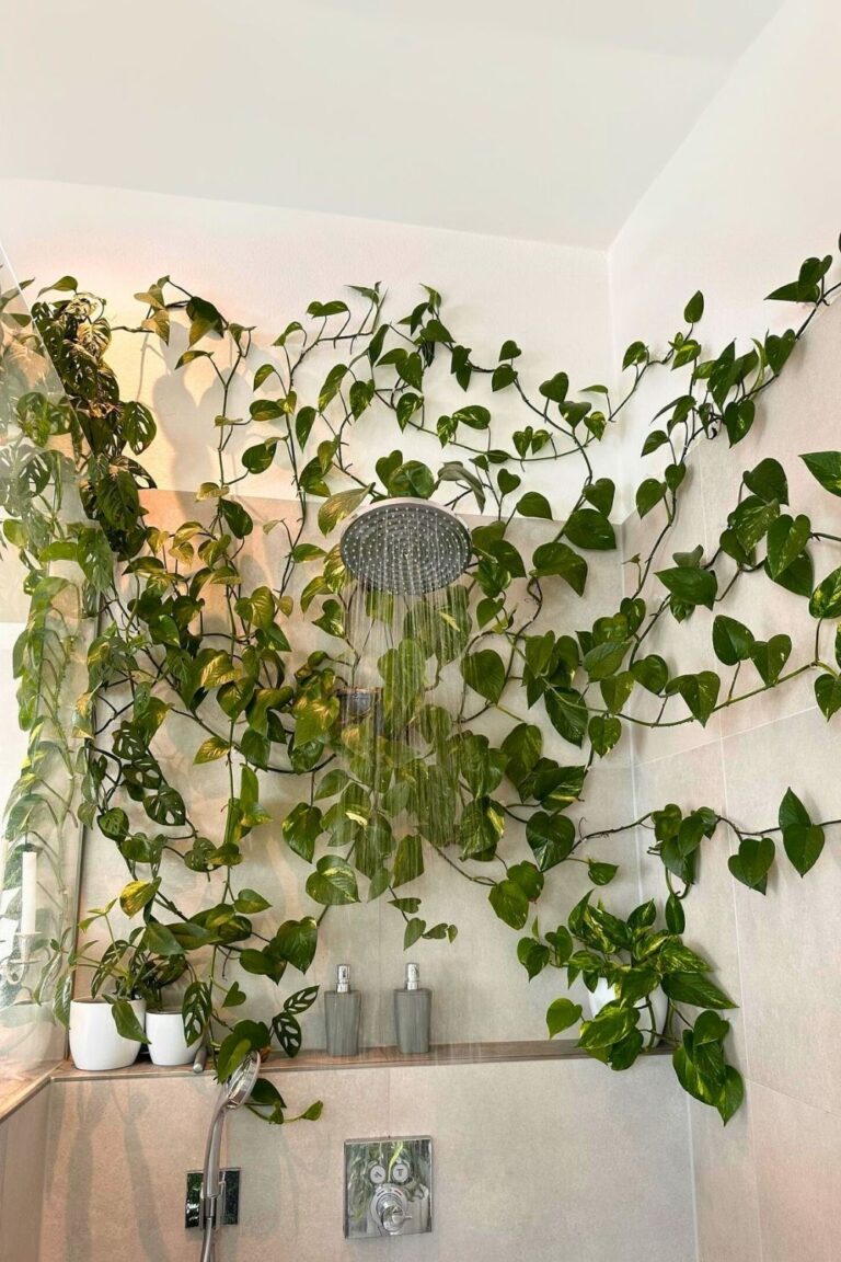 60 Creative Ideas to Decorate Your Home with Money Plants | Houseplant