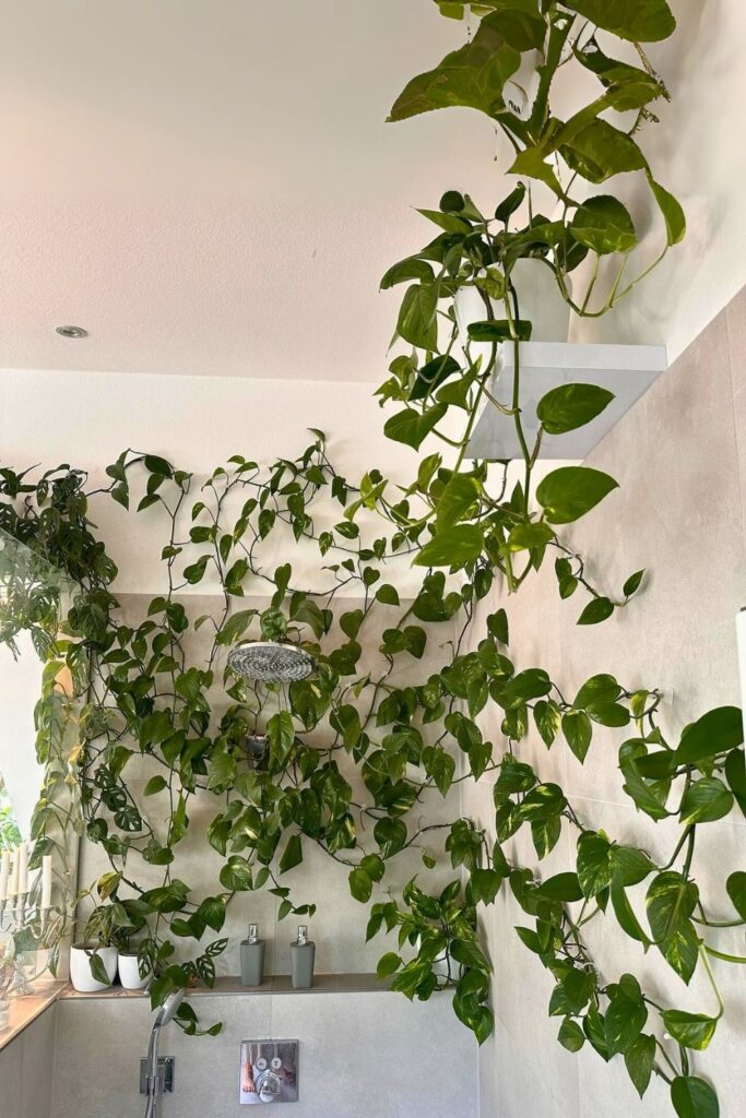 money plant decor 19