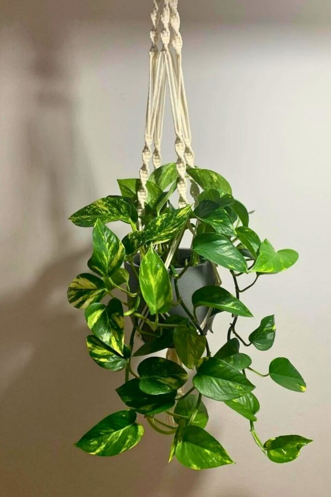 money plant decor 20