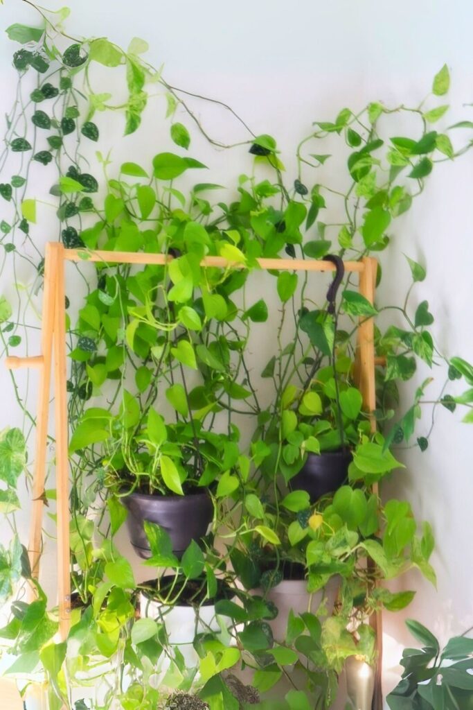 money plant decor 27