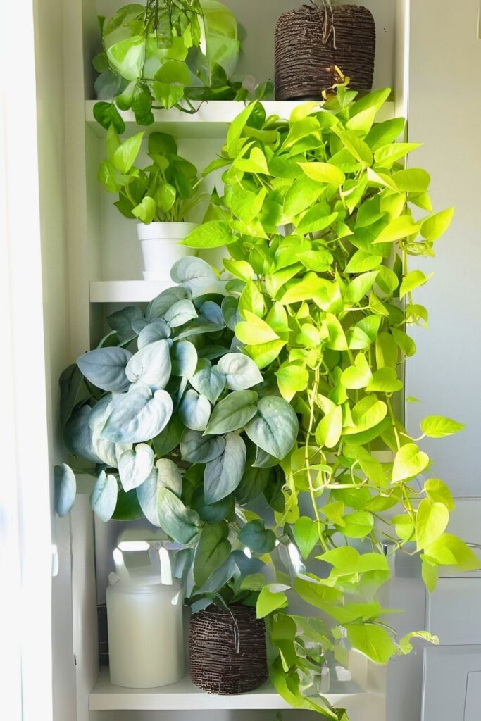 money plant decor 28
