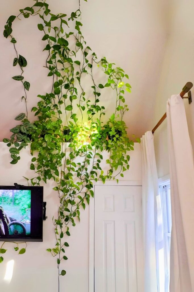 money plant decor 31