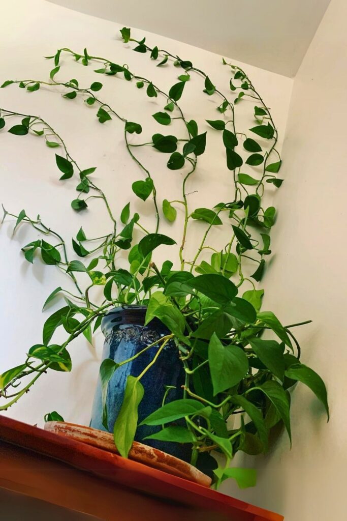 money plant decor 33