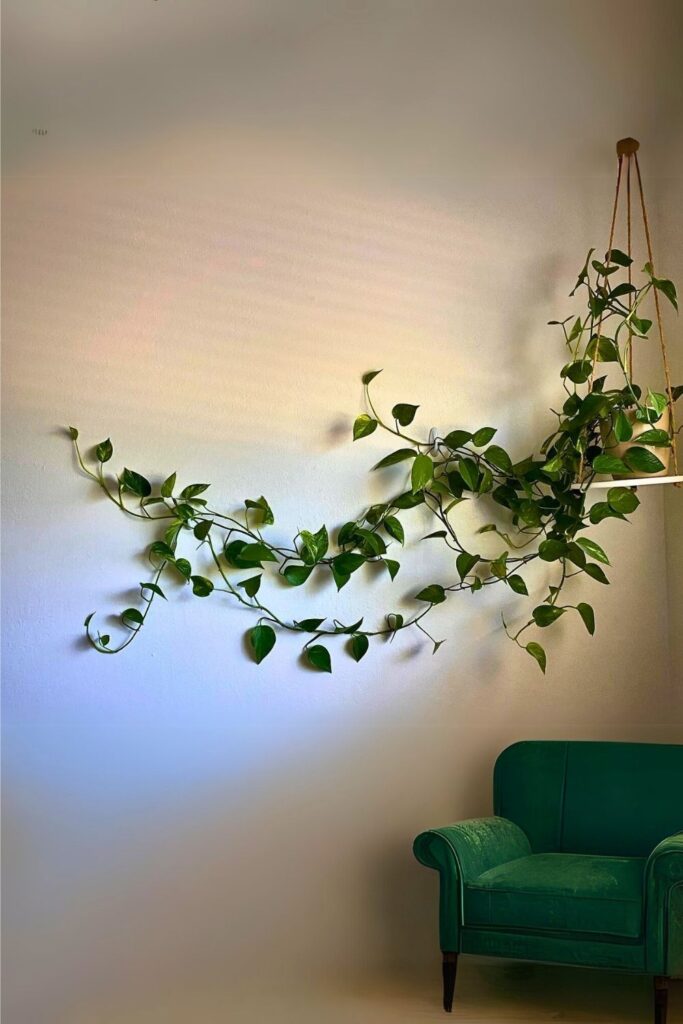 money plant decor 35