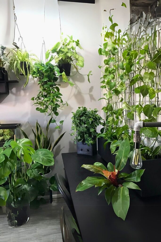 money plant decor 38