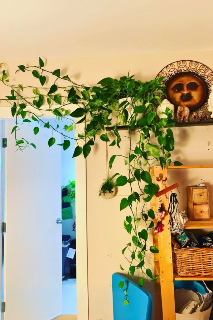 money plant decor 39