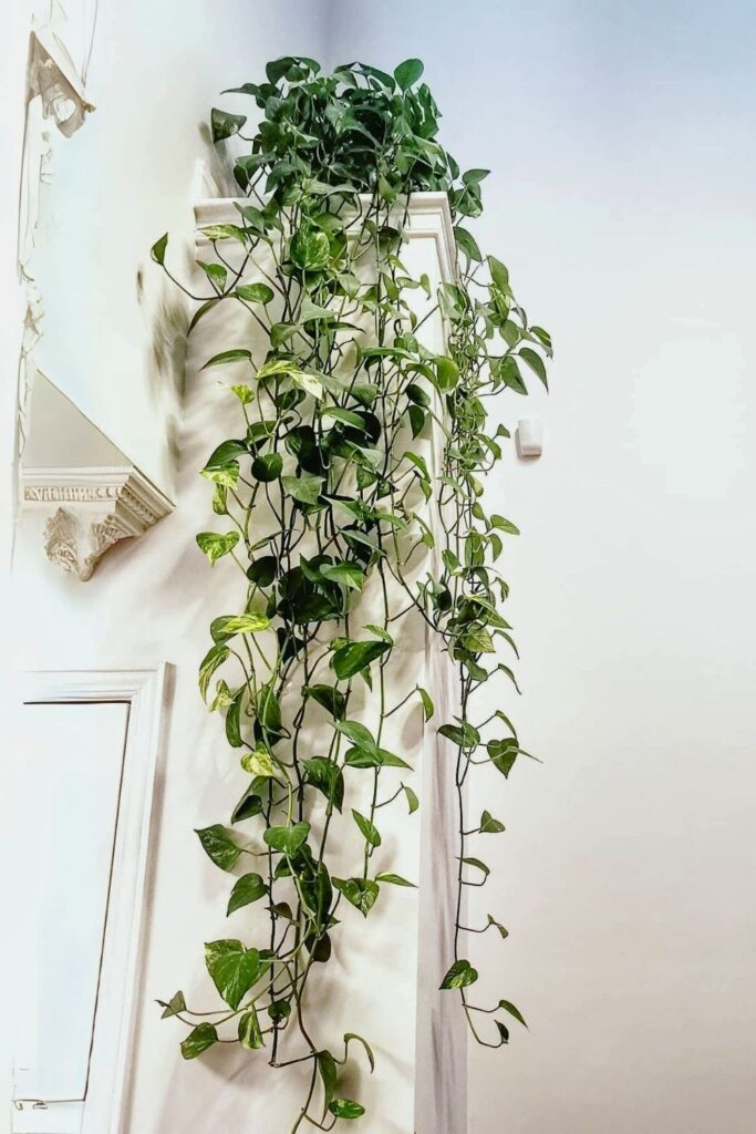 money plant decor 41