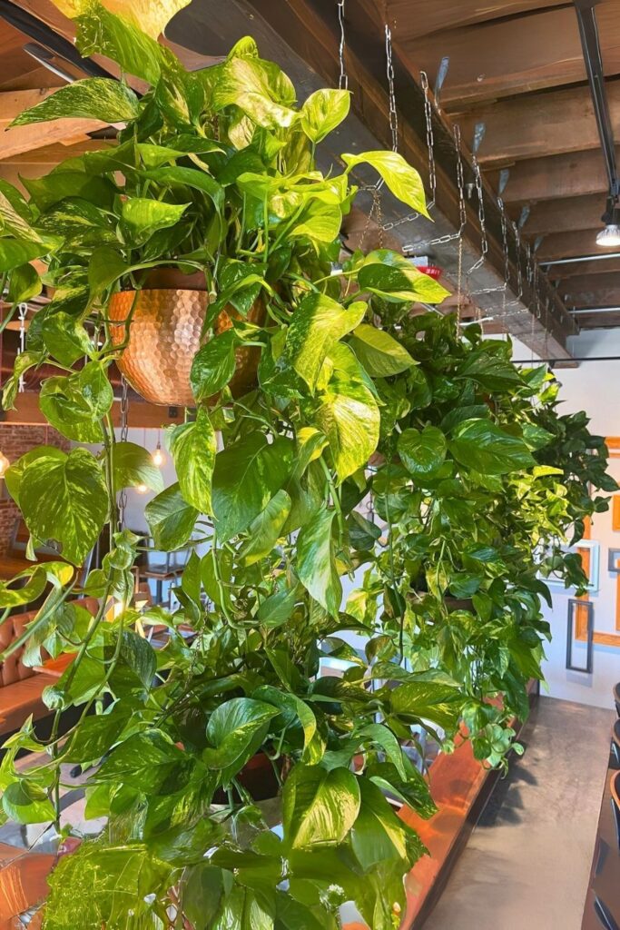 money plant decor 45