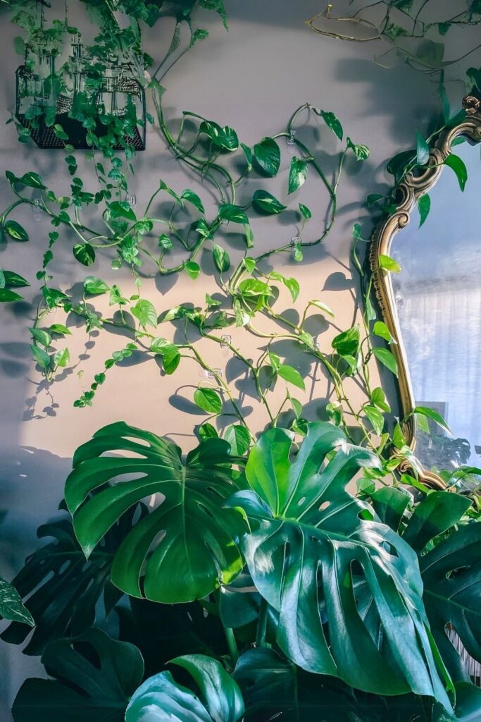 money plant decor 47