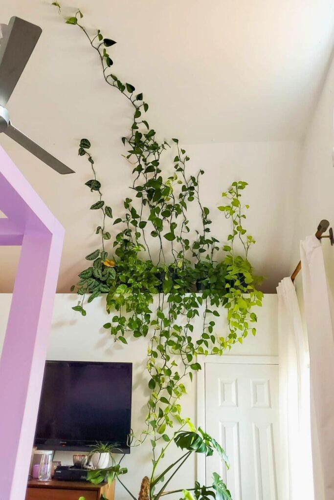 money plant decor 48