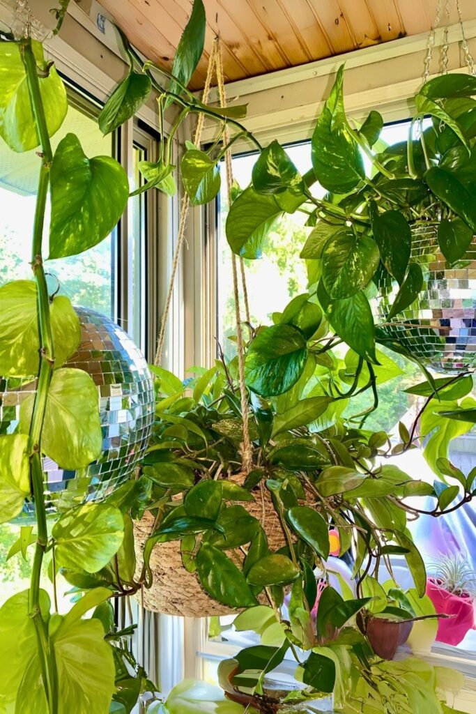 money plant decor 55