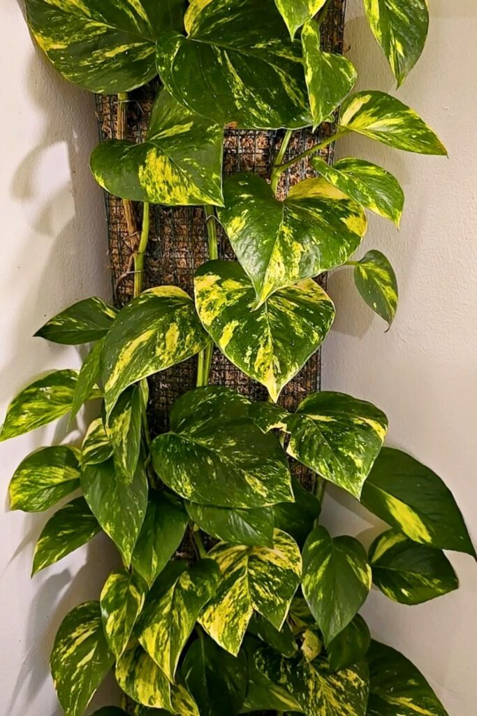 money plant decor 58