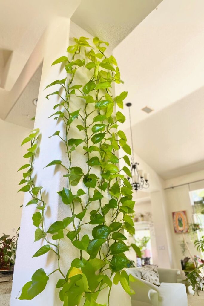 money plant decor 6
