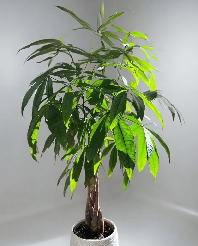 money tree