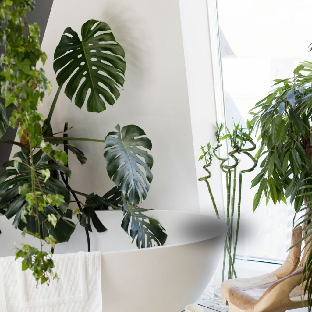 monstera bathroom plant