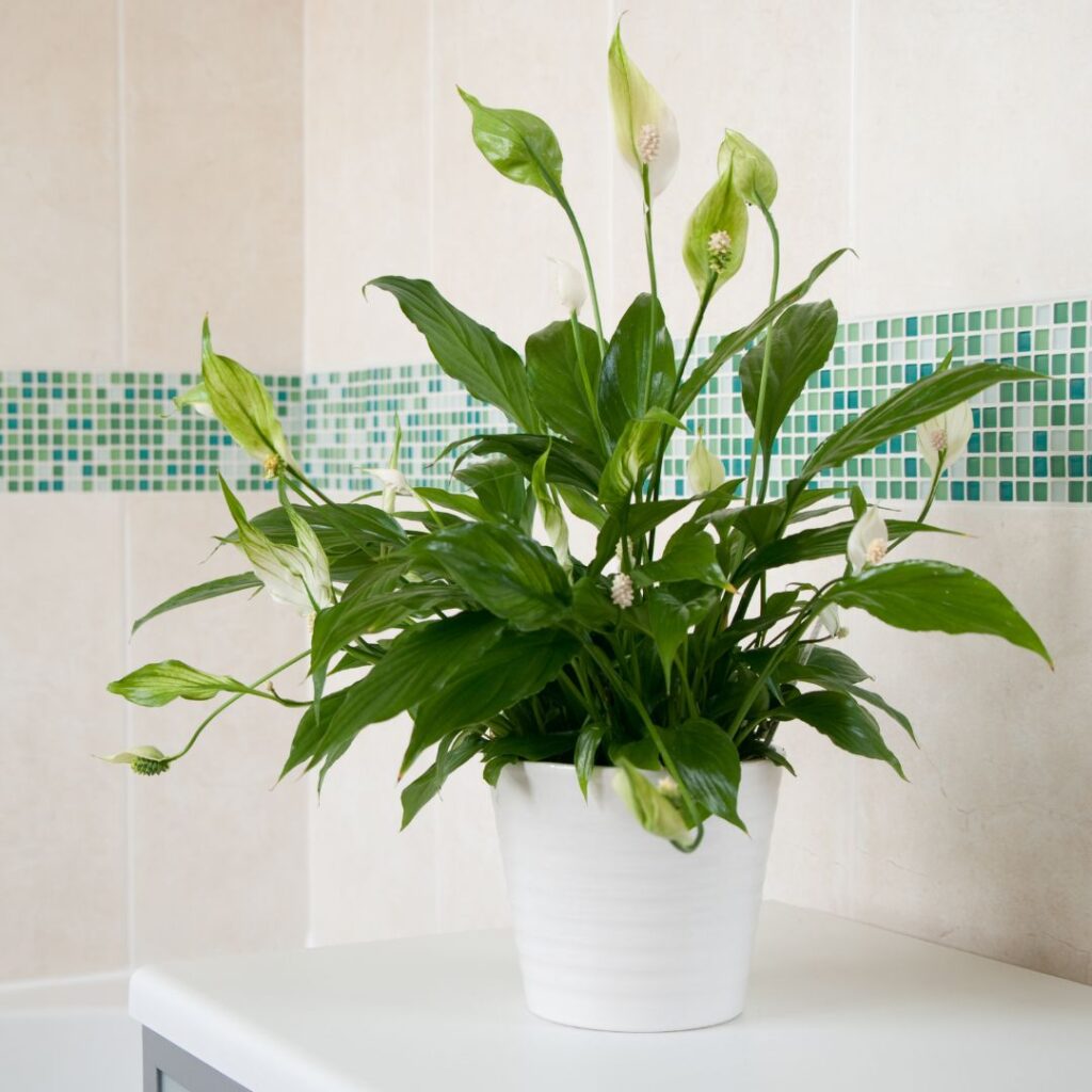 peace lilybathroom plant