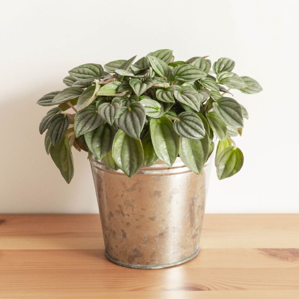 peperomia bathroom plant