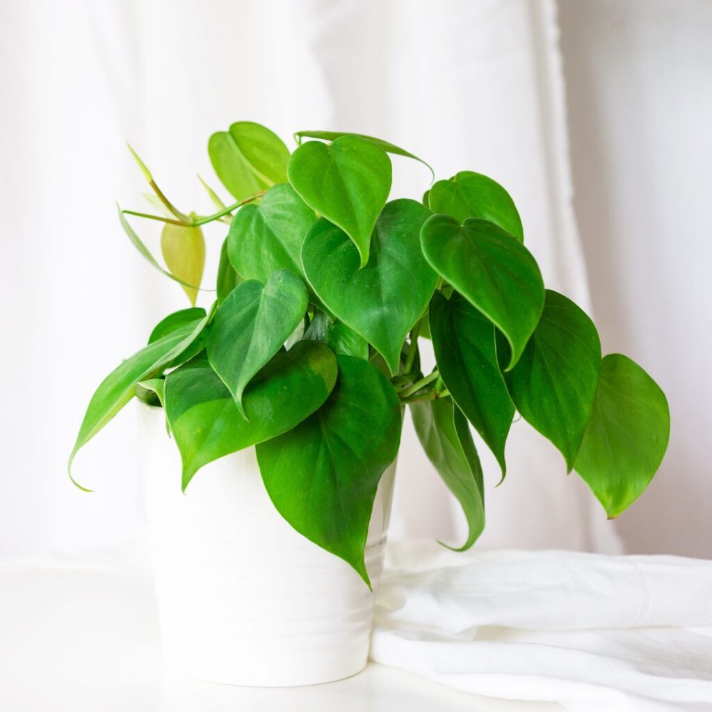 philodendron bathroom plant