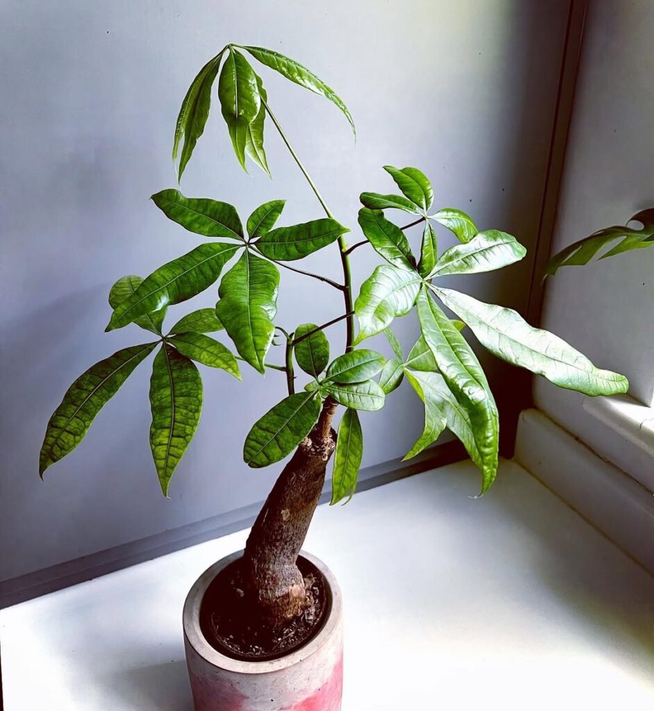 repot money tree plant