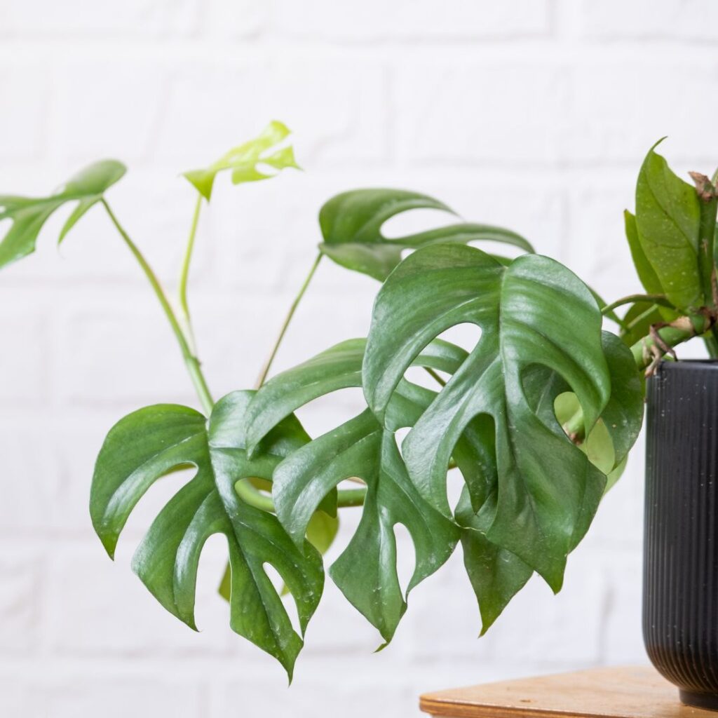 rhaphidophora bathroom plant