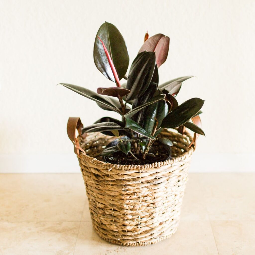 rubber plant bathroom plant