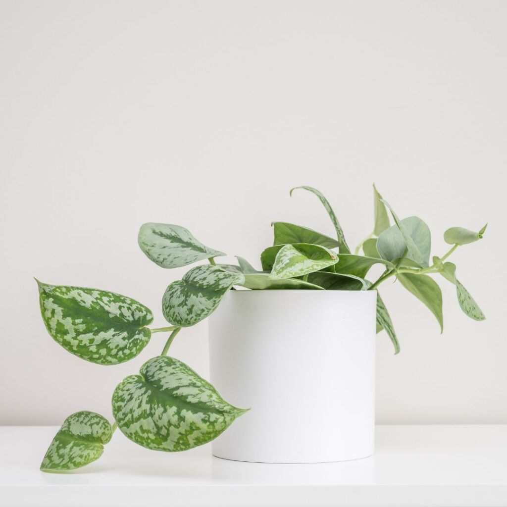 satin pothos bathroom plant