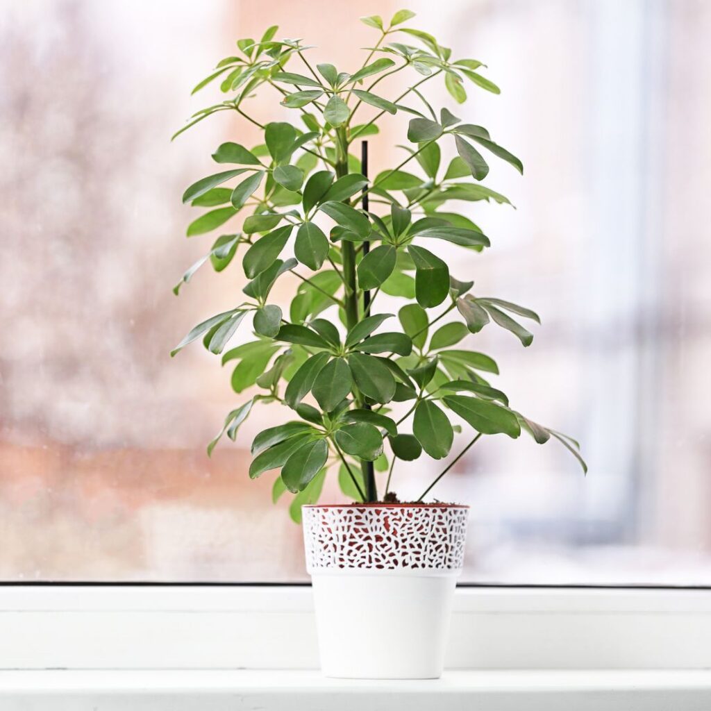 schefflera bathroom plant