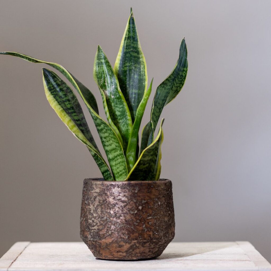 snake plant bathroom plant