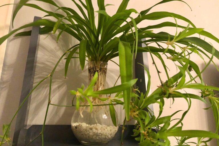 spider plant decor ideas