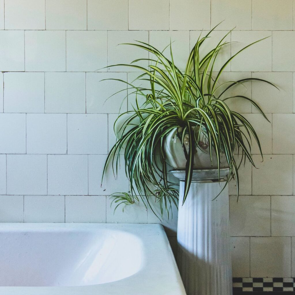 spiderplant bathroom plant