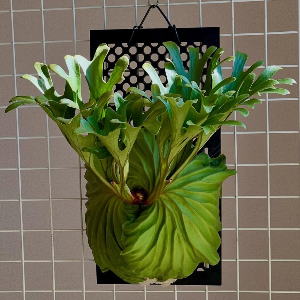 staghorn fern bathroom plant
