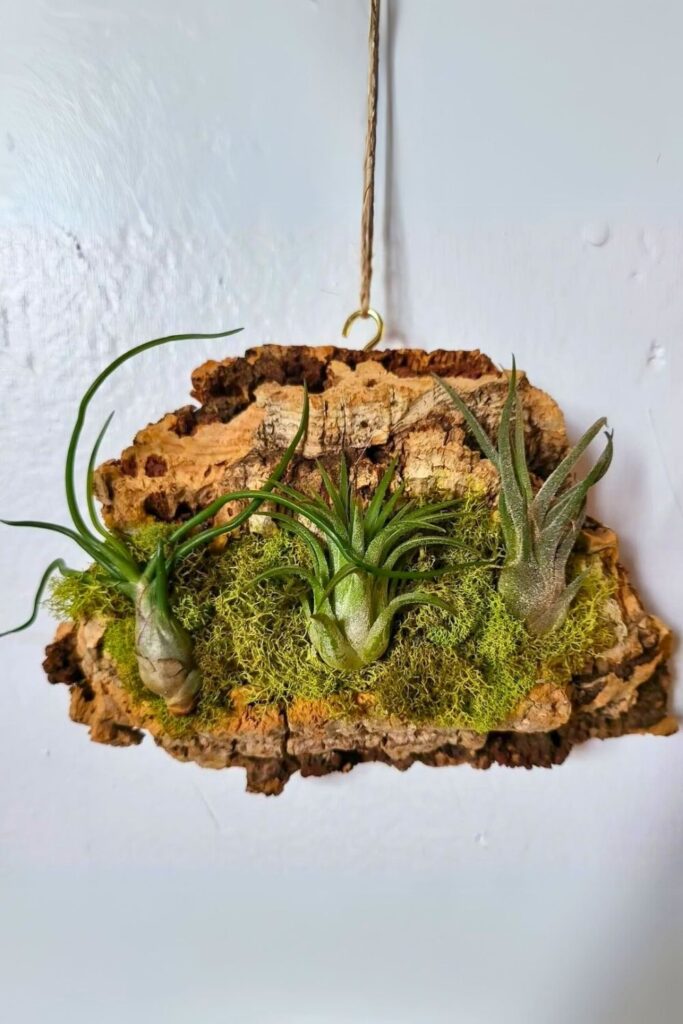 tillandsia wall plants