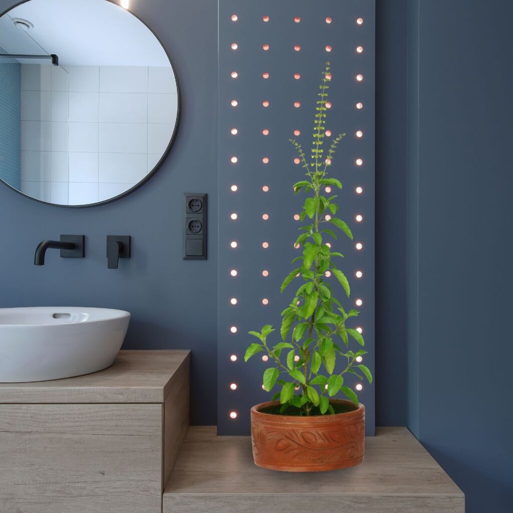 tulsi bathroom plant