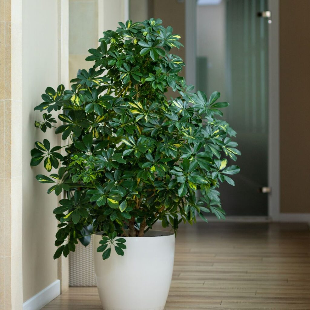 umbrella plant bathroom plant