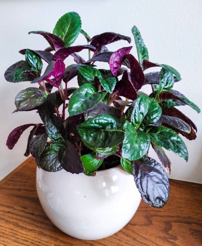 waffle plant