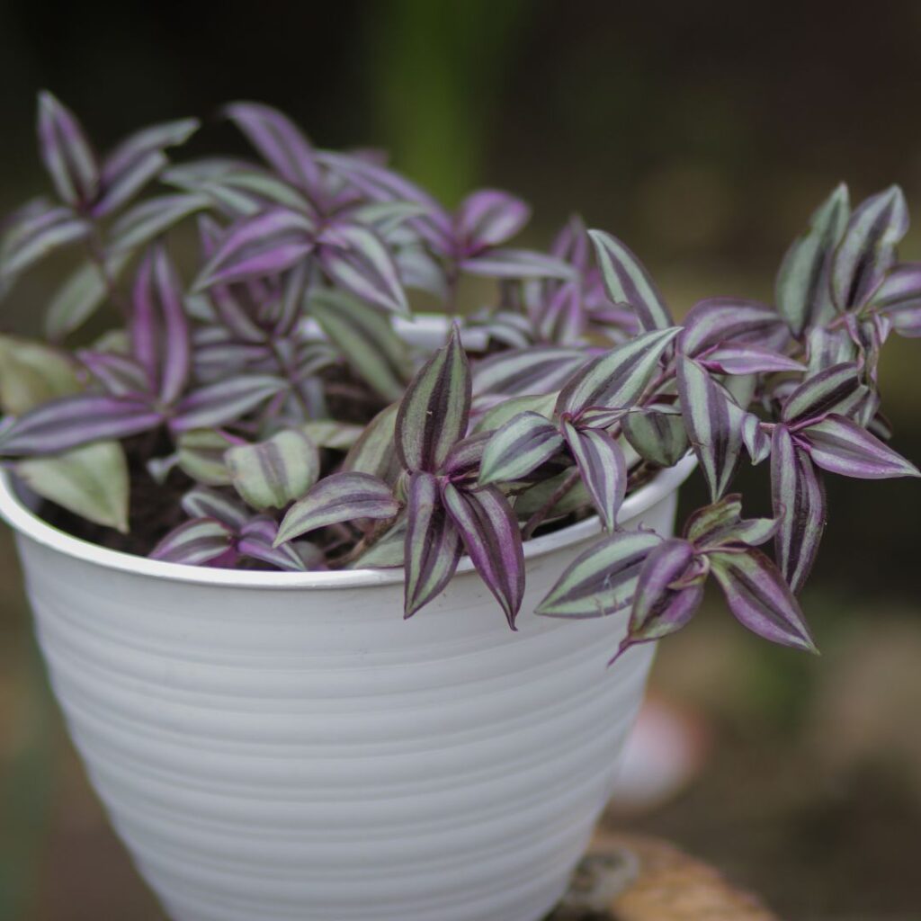 wandering jew bathroom plant