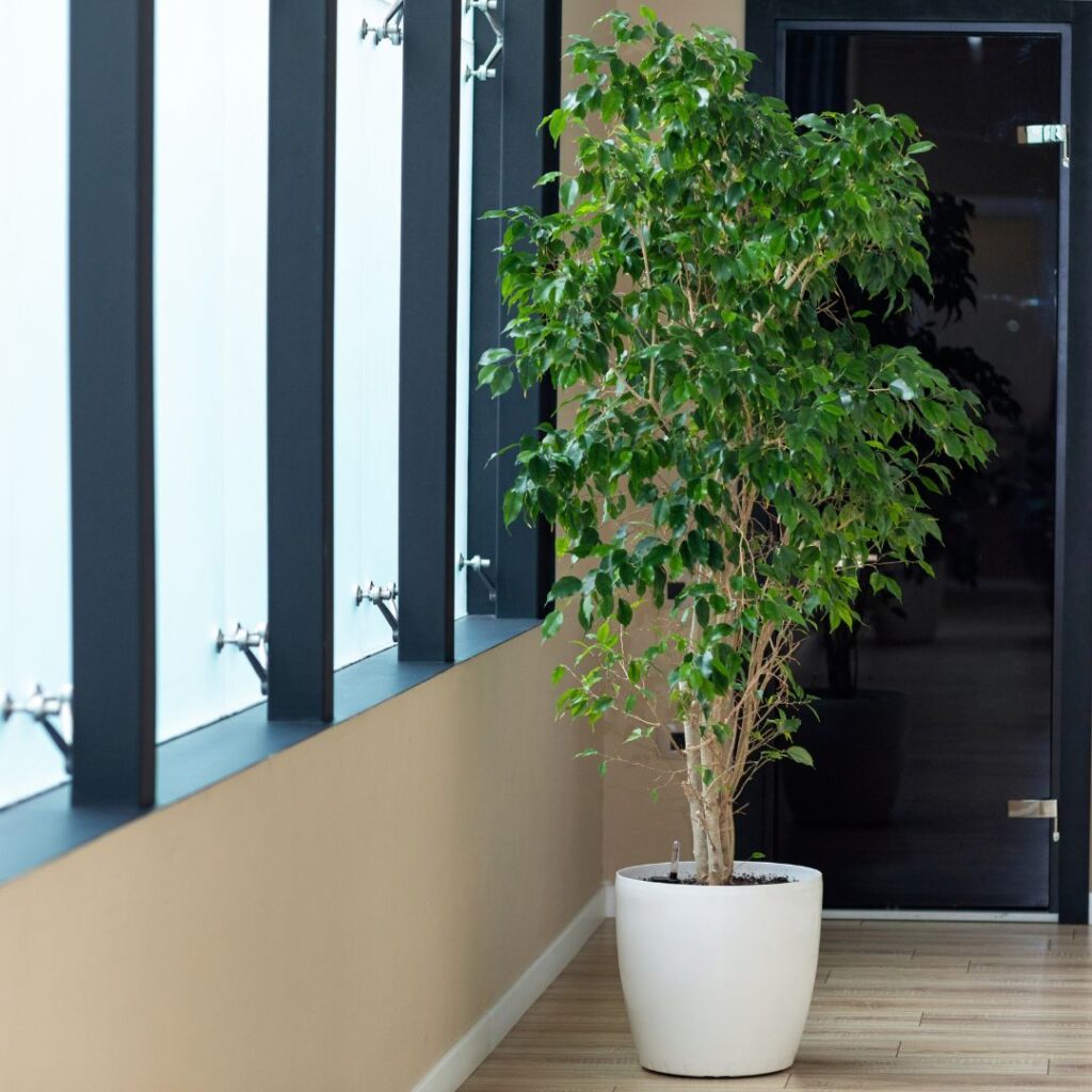 weeping fig bathroom plant