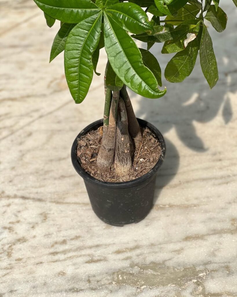 when to repot money tree plant