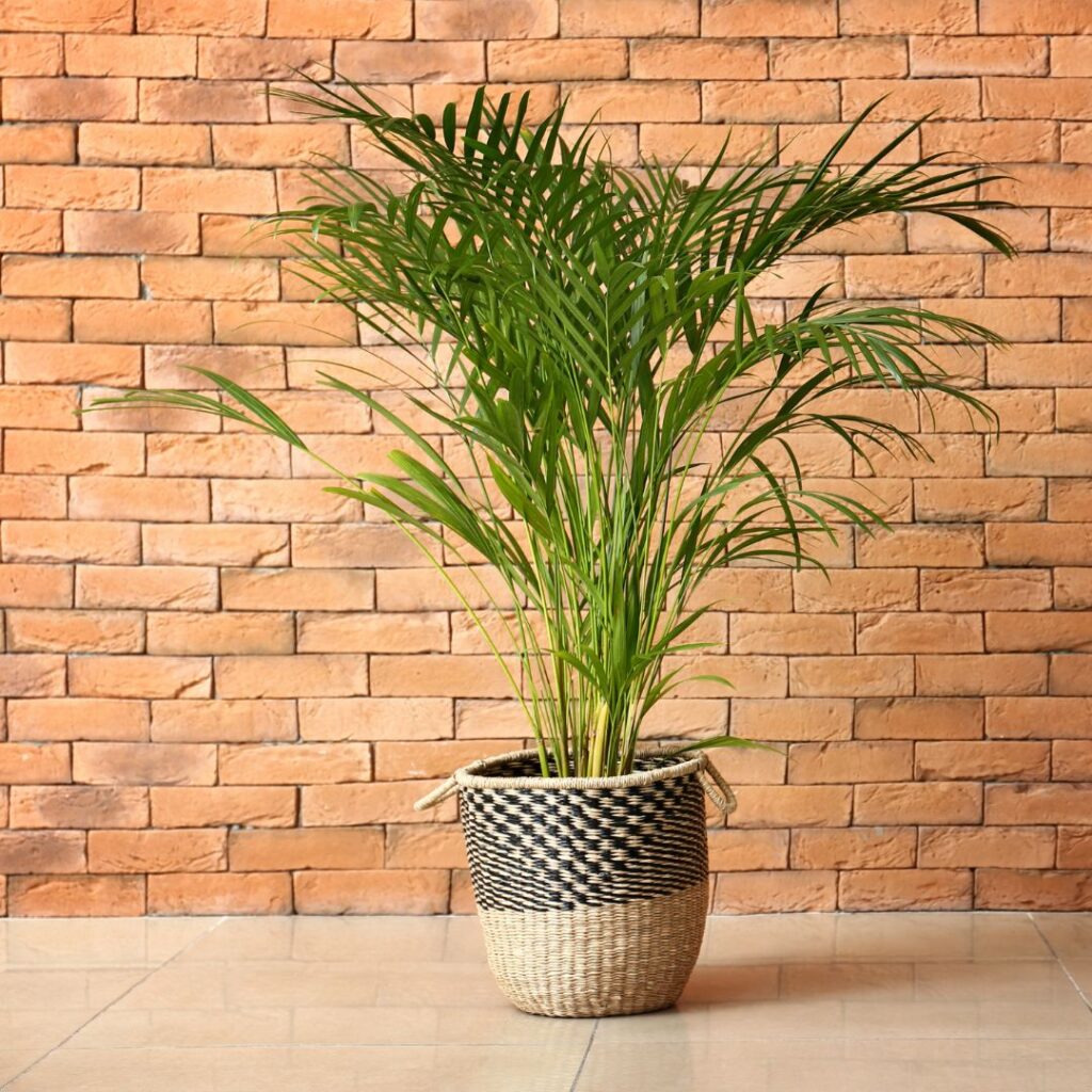 yellow palm bathroom plant