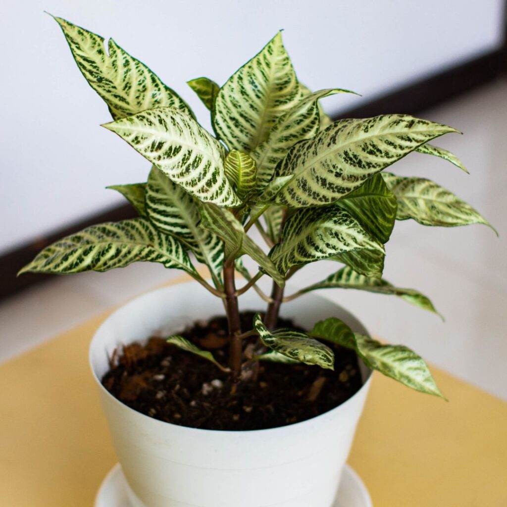 zebra plant bathroom plant