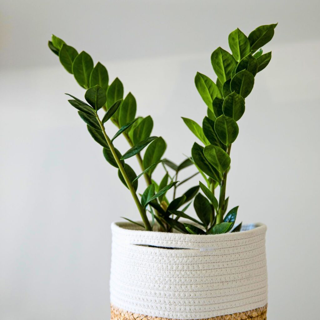 zz plant bathroom plant