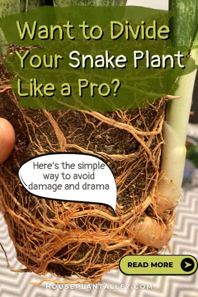 1152a How to Separate Snake Plant Step by Step Division Repotting Tips for Sansevieria