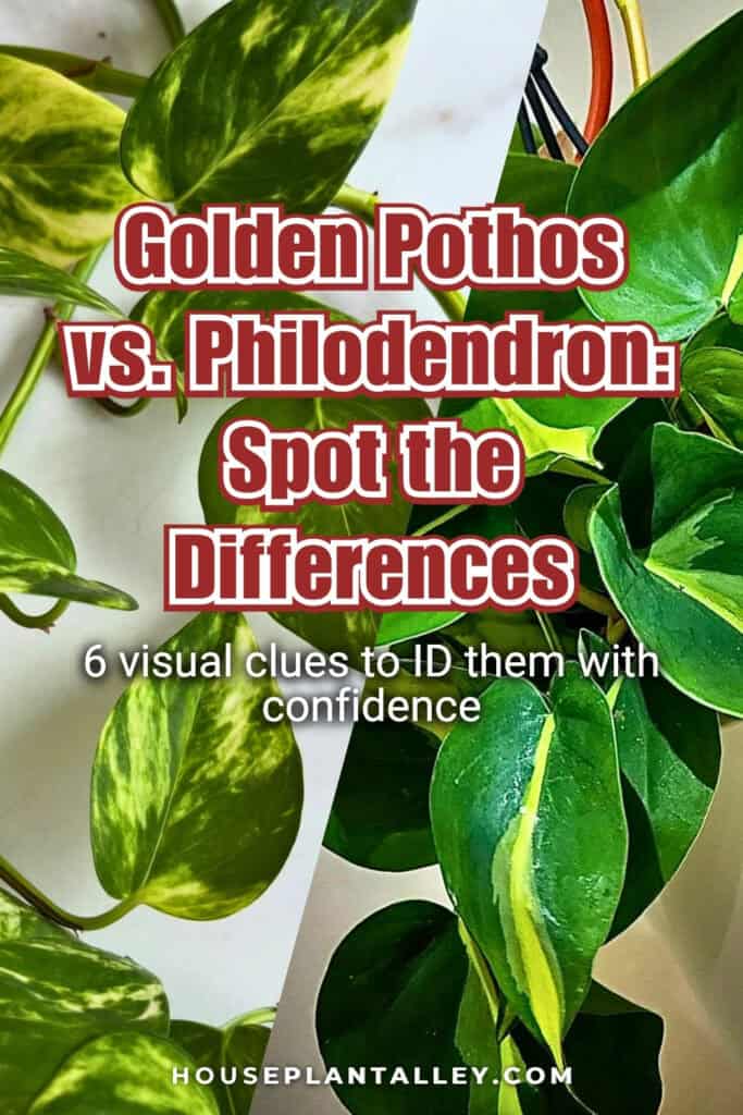 1157 Golden Pothos vs. Philodendron 6 Key Differences Every Plant Lover Should Know