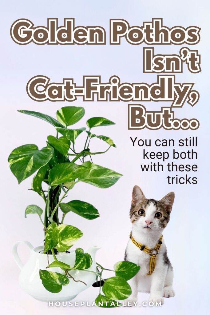 1161a Is Golden Pothos Toxic to Cats Safety Tips for Pet Owners Who Love Plants