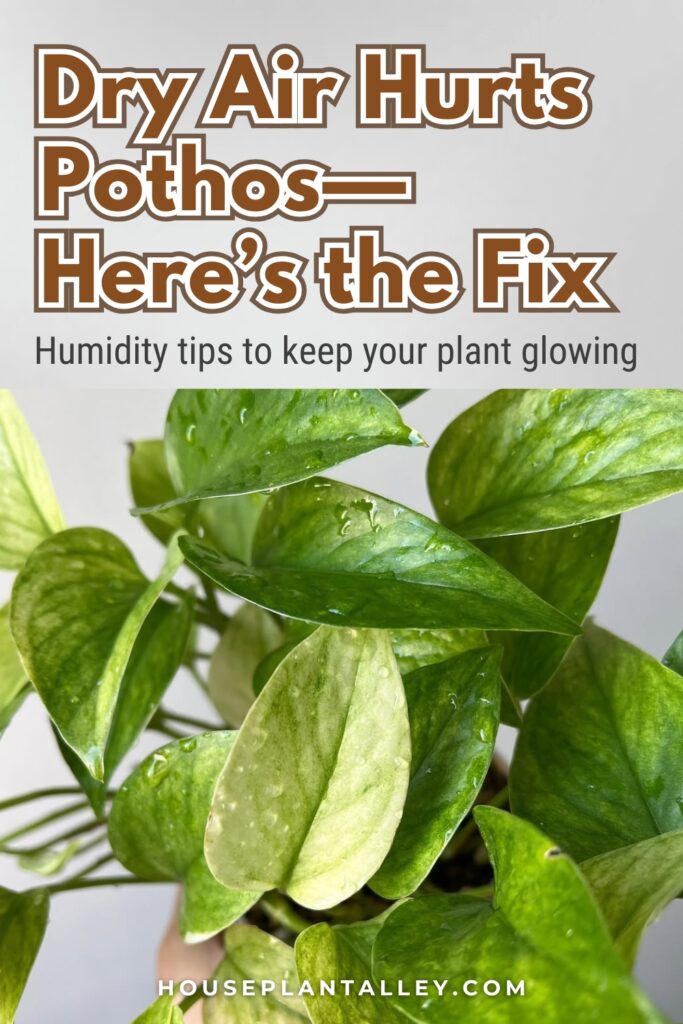 1176 Do Pothos Plants Like Humidity Why It Matters for Long Term Health Growth