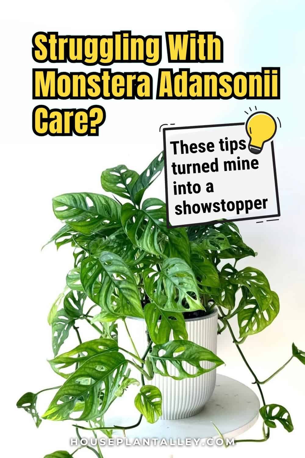 How to Successfully Grow and Maintain Healthy Monstera Adansonii ...