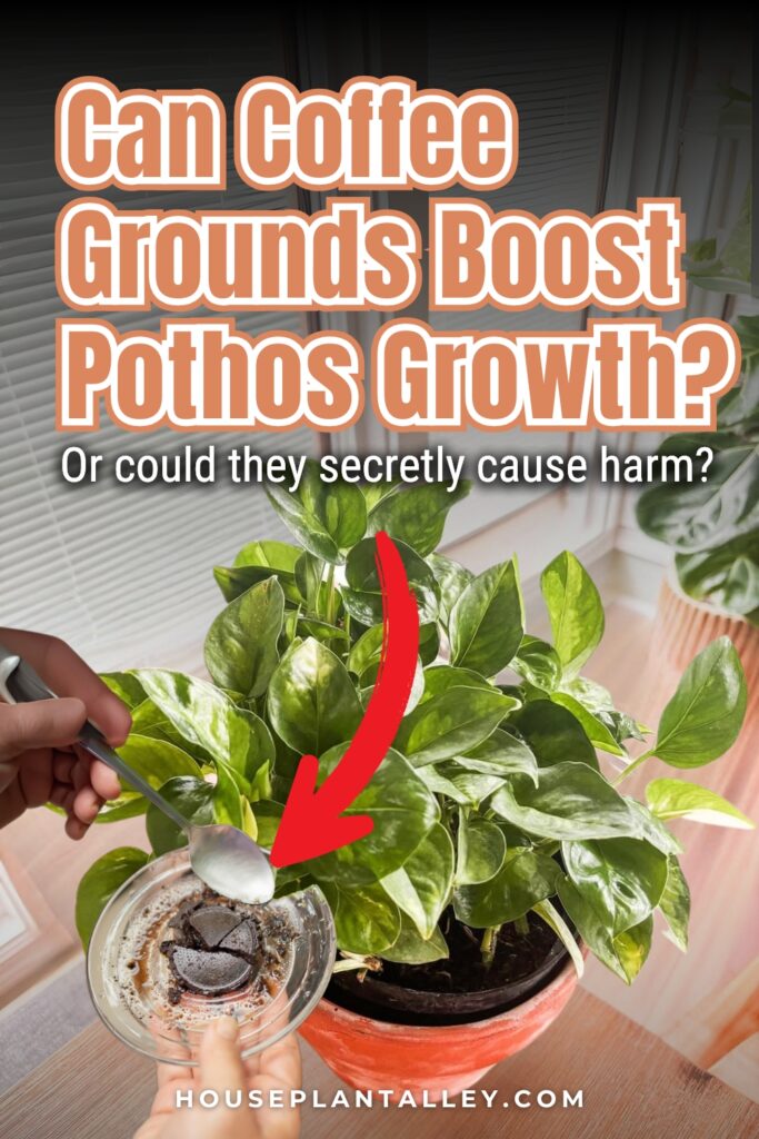 1210 Do Pothos Like Coffee Grounds Learn the Real Benefits and Risks Before Trying It