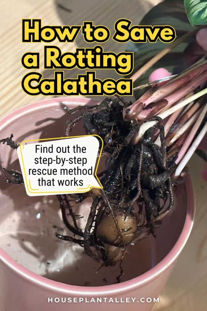 1215 Fix Calathea Root Rot – Plant Care for White Star Roseopicta Ornata