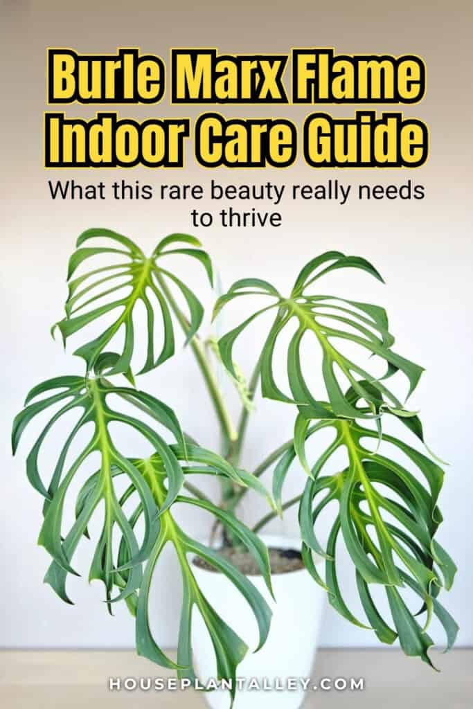 1239a Monstera Burle Marx Flame Plant Care Rare Monstera Varieties for Collectors