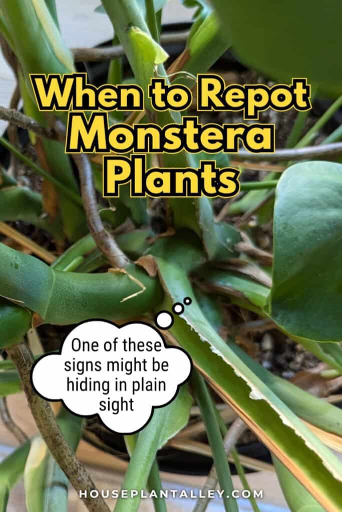 1257 When to Repot Monstera Plants 4 Signs to Watch in Monstera Deliciosa Albo 1